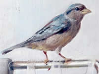 Marta Sanz presenta 'Amarilla'